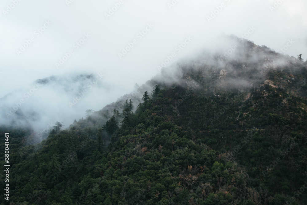 Mountains Of Pine Trees Covered In Mist Mountains Of Pine Trees Covered In Mist