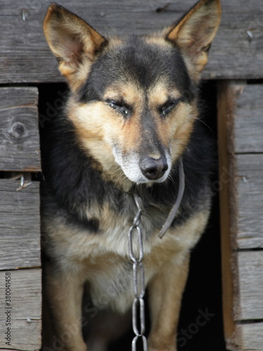 Mongrel dog on chain dog squints from an old wooden dog house at summer day, rustic backyard guard