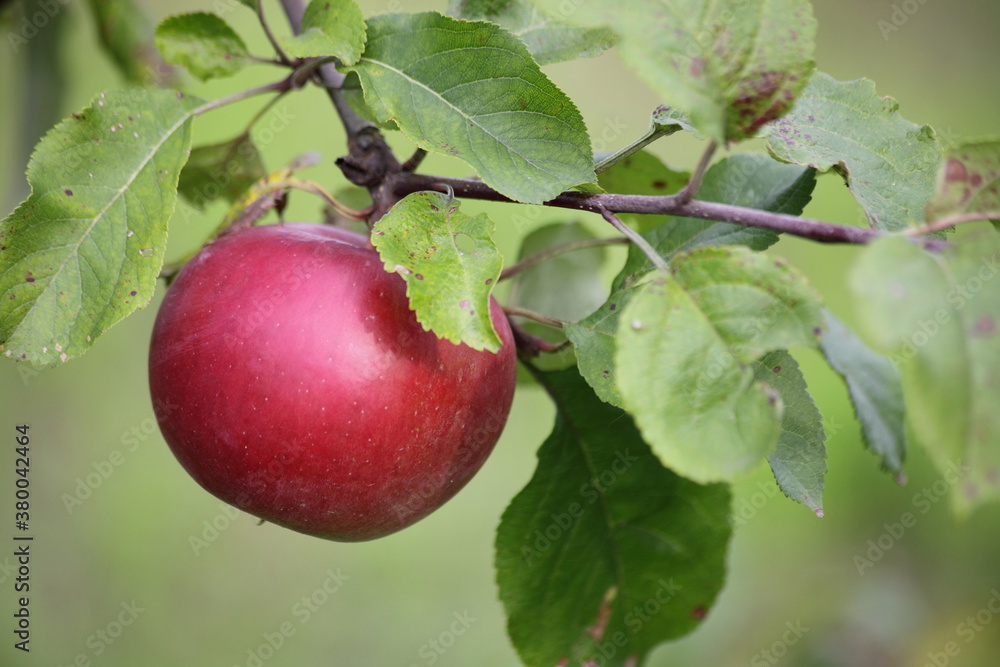 Natural juicy red ripe Apple on apple tree branch with green leaves close up at autumn day, tasty fresh homemade vegetables and fruits, rural healthy food Natural juicy red ripe Apple on apple tree branch with green leaves close up at autumn day, tasty fresh homemade vegetables and fruits, rural healthy food