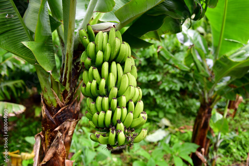 Foto Banana tree with green fruits