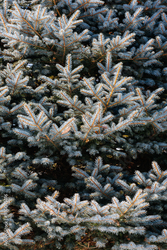 background image of blue spruce photo