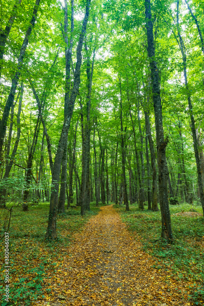 Fototapeta premium Dense forest in the middle of autumn