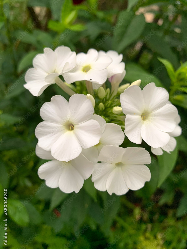 Beautiful romantic white flowers in the garden 