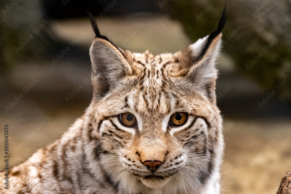 Fototapeta premium portrait of a lynx close-up. Lynx lynx.