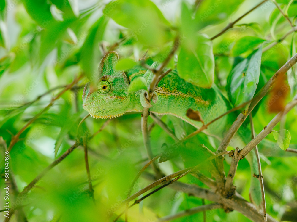 green chameleon (Chamaeleo calyptratus) green chameleon (Chamaeleo calyptratus)