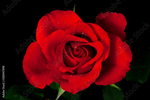 Red rose flower with drops of water isolated on a black background. Top view.