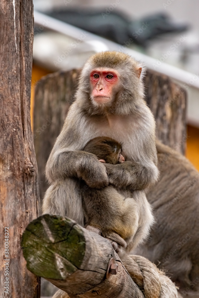 A female Japanese macaque embraces a cub. Macaca fuscata.
