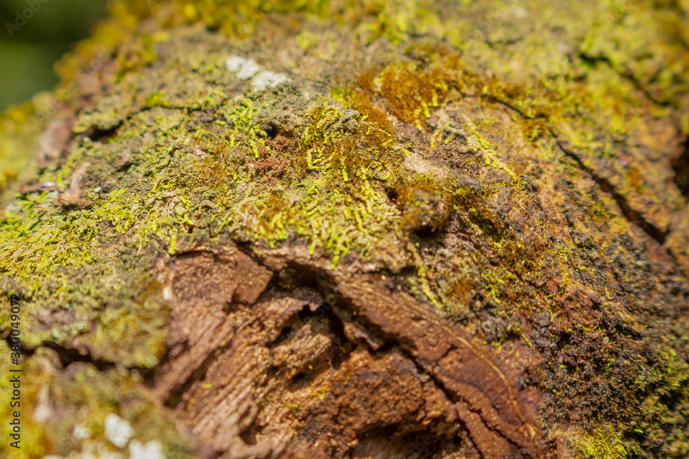 Tree bark close up texture background Tree bark close up texture background