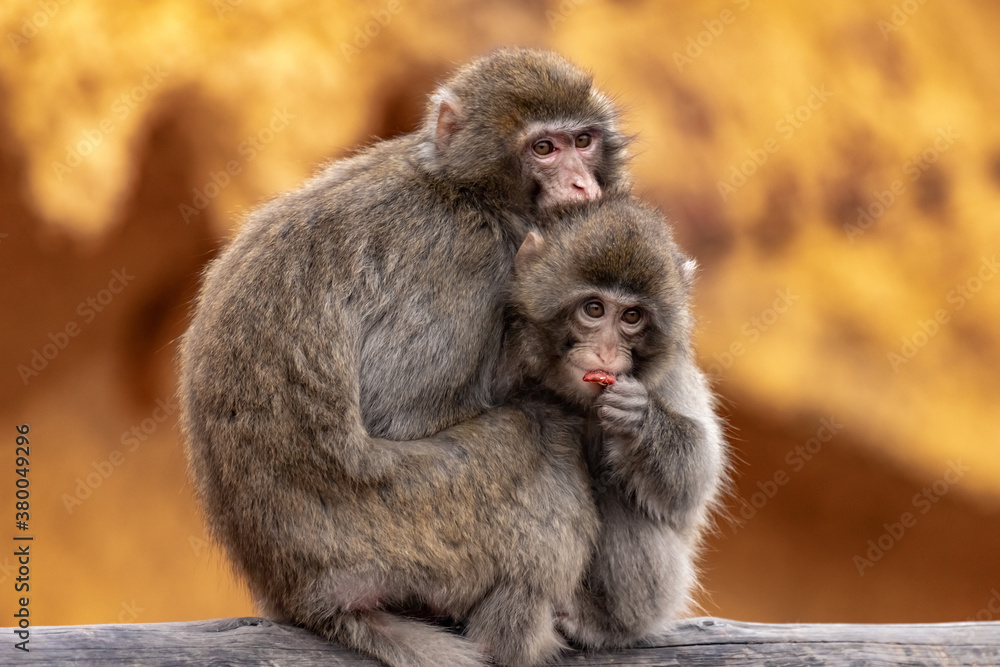 Naklejka premium A female Japanese macaque embraces a cub. Macaca fuscata.