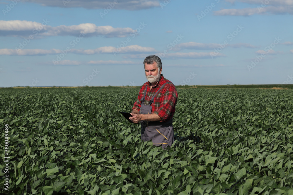 Farmer or agronomist in green soybean field examining crop using tablet Farmer or agronomist in green soybean field examining crop using tablet