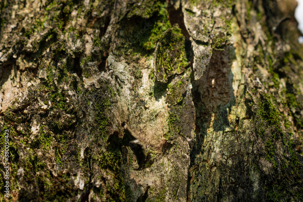 Tree bark close up texture background Tree bark close up texture background