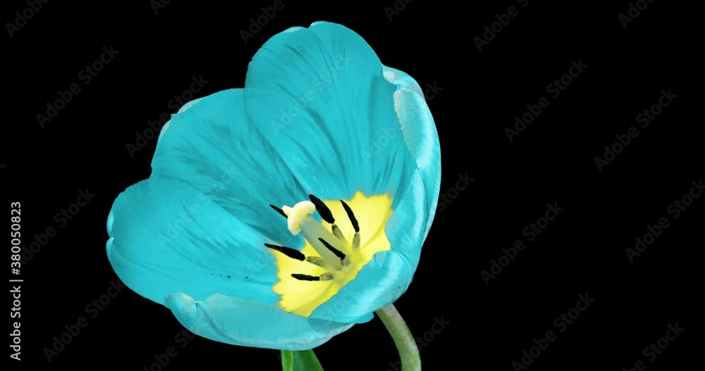 Blue tulip flower on black background, time lapse Blue tulip flower on black background, time lapse
