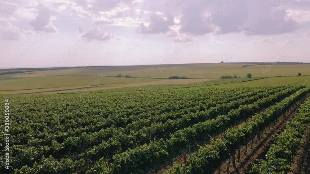 Green vineyard in summer - large plantation with rows of grape-bearing vines grown for winemaking. Agriculture, viticulture and organic wine production concept. Aerial view of the grapevine field. Green vineyard in summer - large plantation with rows of grape-bearing vines grown for winemaking. Agriculture, viticulture and organic wine production concept. Aerial view of the grapevine field.