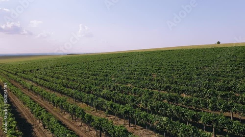Green vineyard in summer - large plantation with rows of grape-bearing vines grown for winemaking. Agriculture, viticulture and organic wine production concept. Aerial view of the grapevine field.
