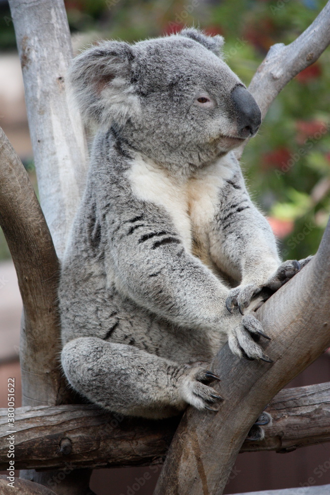 Naklejka premium Koala Sitting On A Tree