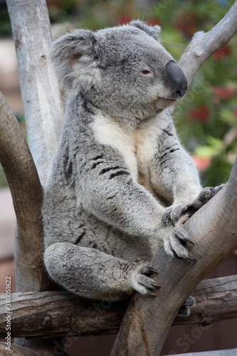 Fototapeta Naklejka Na Ścianę i Meble -  Koala Sitting On A Tree