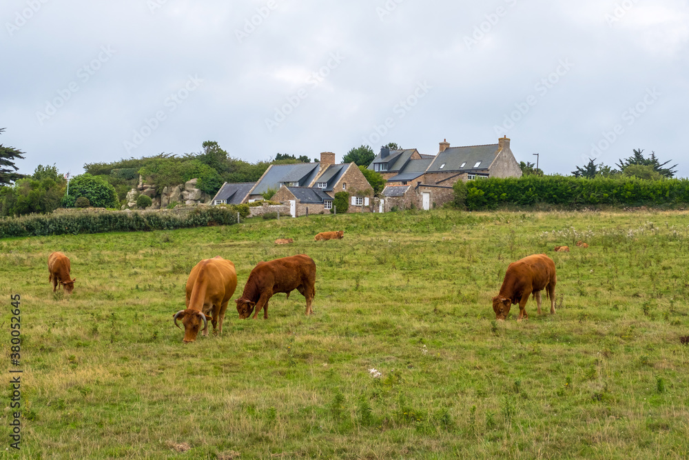 Bulls and Cows in a pasture at picturesque Ile de Brehat island in Cotes-d'Armor department of Brittany, France Bulls and Cows in a pasture at picturesque Ile de Brehat island in Cotes-d'Armor department of Brittany, France