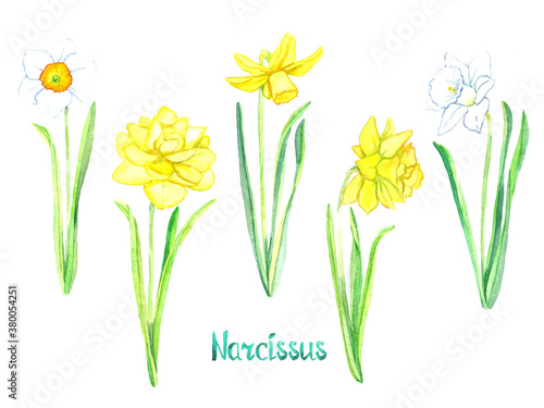 Narcissus flowers collection isolated on white hand painted watercolor illustration with handwritten inscription