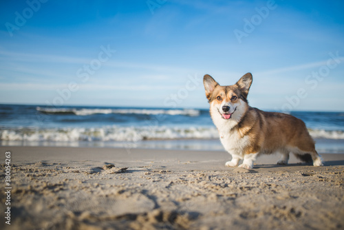 Happy welsh corgi pembroke dog at a beach © Justyna