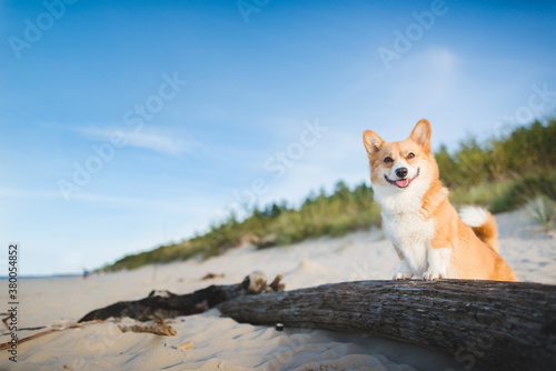 Happy welsh corgi pembroke dog at a beach