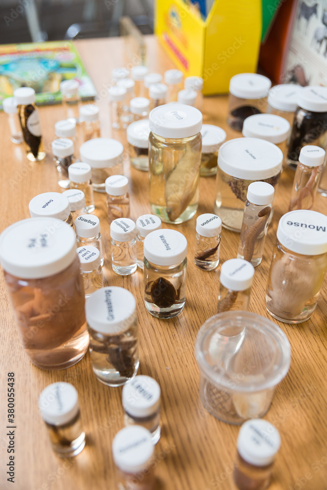 Specimens in jars in biology classroom. Specimens in jars in biology classroom.