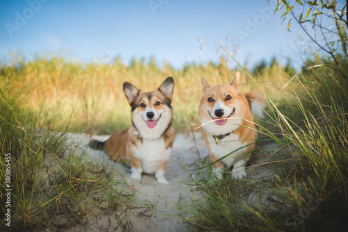 Fototapeta Naklejka Na Ścianę i Meble -  Two happy welsh corgi pembroke dogs on a sunny weather at a coast