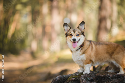 Sable welsh corgi pembroke dog portait in a forest © Justyna