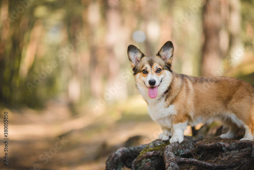 Sable welsh corgi pembroke dog portait in a forest
