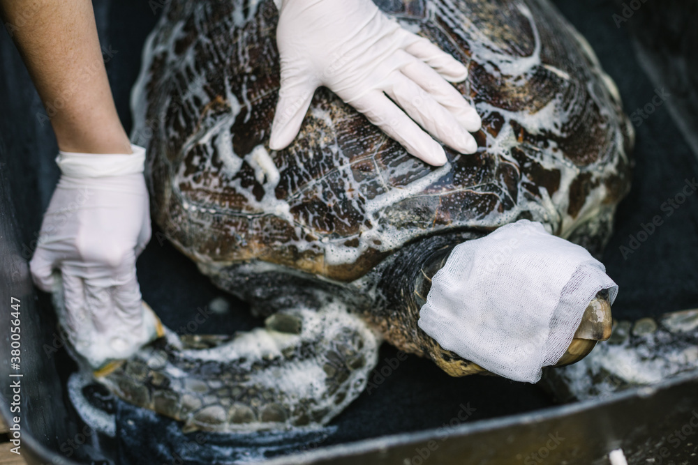 injured sea turtle gets cleaned from a vet injured sea turtle gets cleaned from a vet