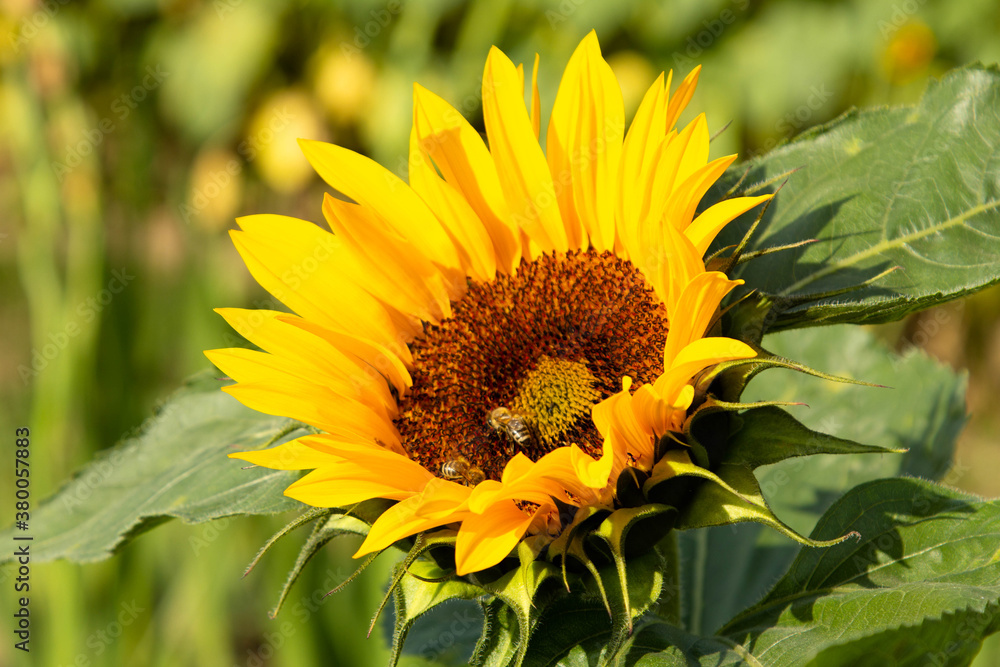 Fototapeta premium Słoneczniki 