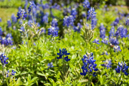 Texas Bluebonnets in the summer sun in a green field