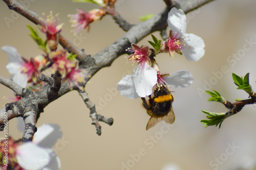 Madrid, San Sebastián de los reyes 15 de marzo 2018 abeja polinizando flor de almendro   photo