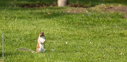 Picture of a squirrel looking for food in the grass of Holland´s Park in London, United Kingdom photo