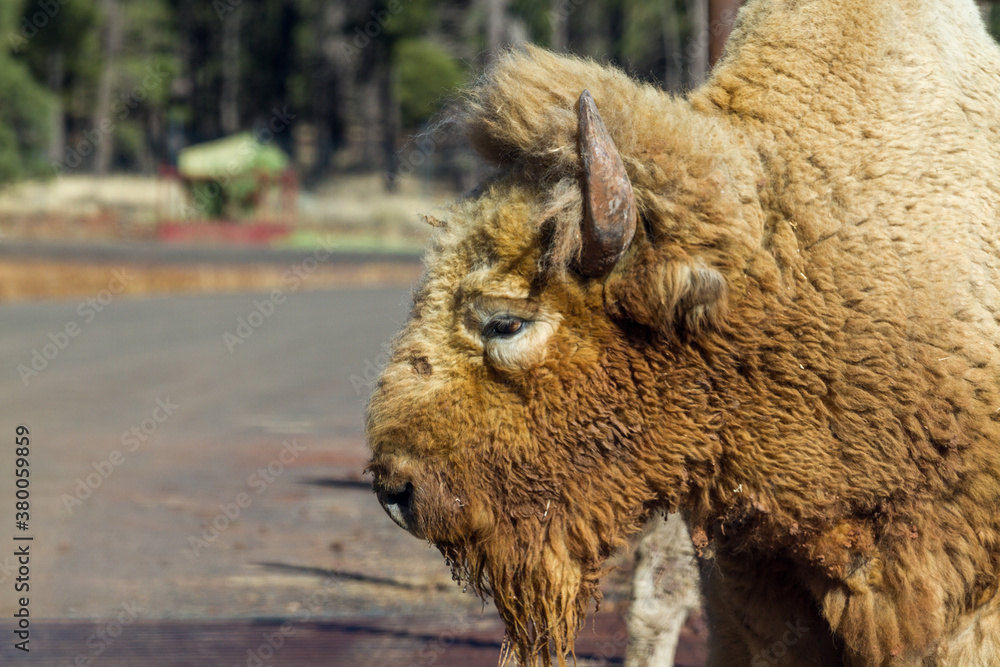 Fototapeta premium American bison