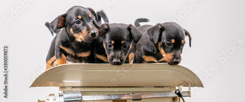 Miniature pinscher puppies posing on a vintage baby scale on a white background