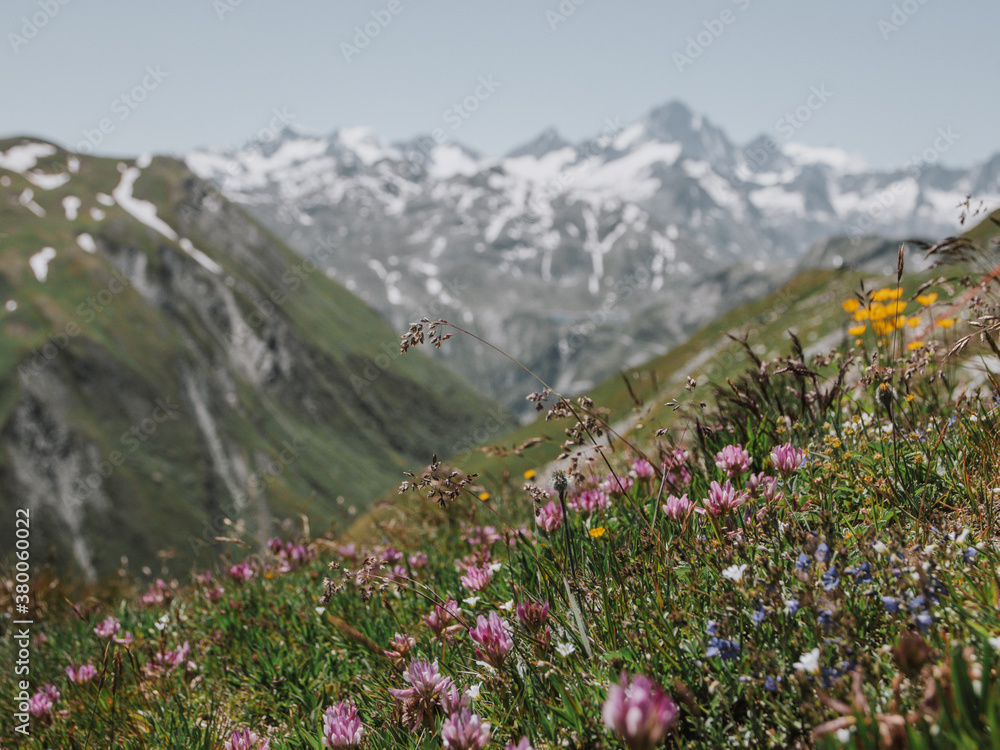 Obraz premium Swiss mountain flowers