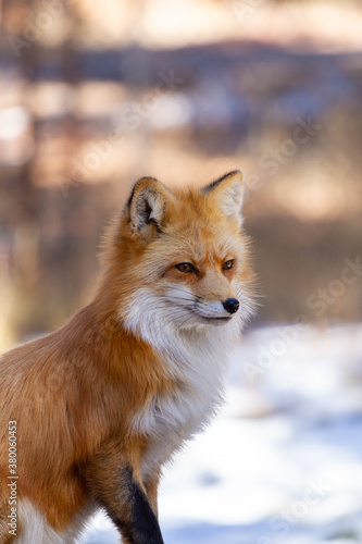 Red fox sitting in winter. © The Sturdy Table