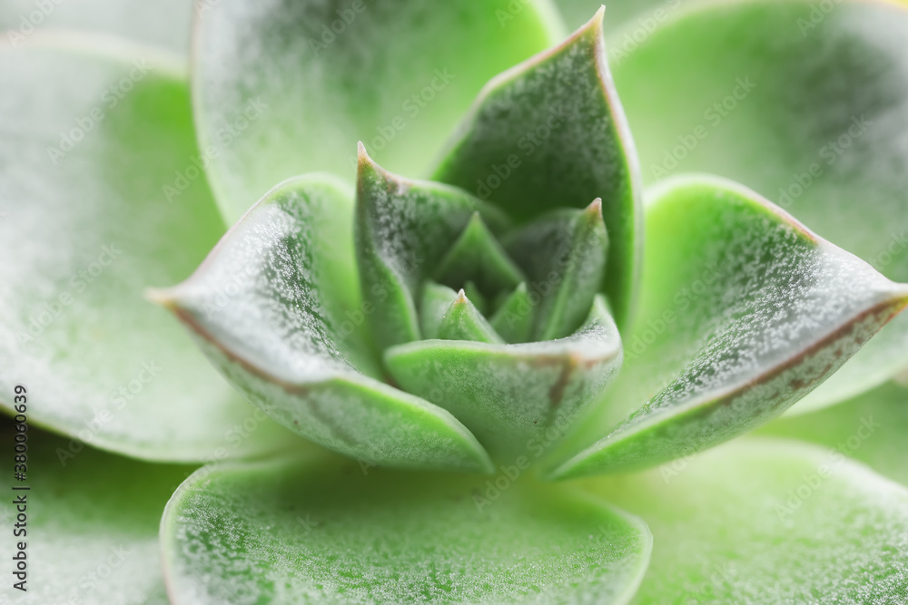 View of green succulent, closeup View of green succulent, closeup