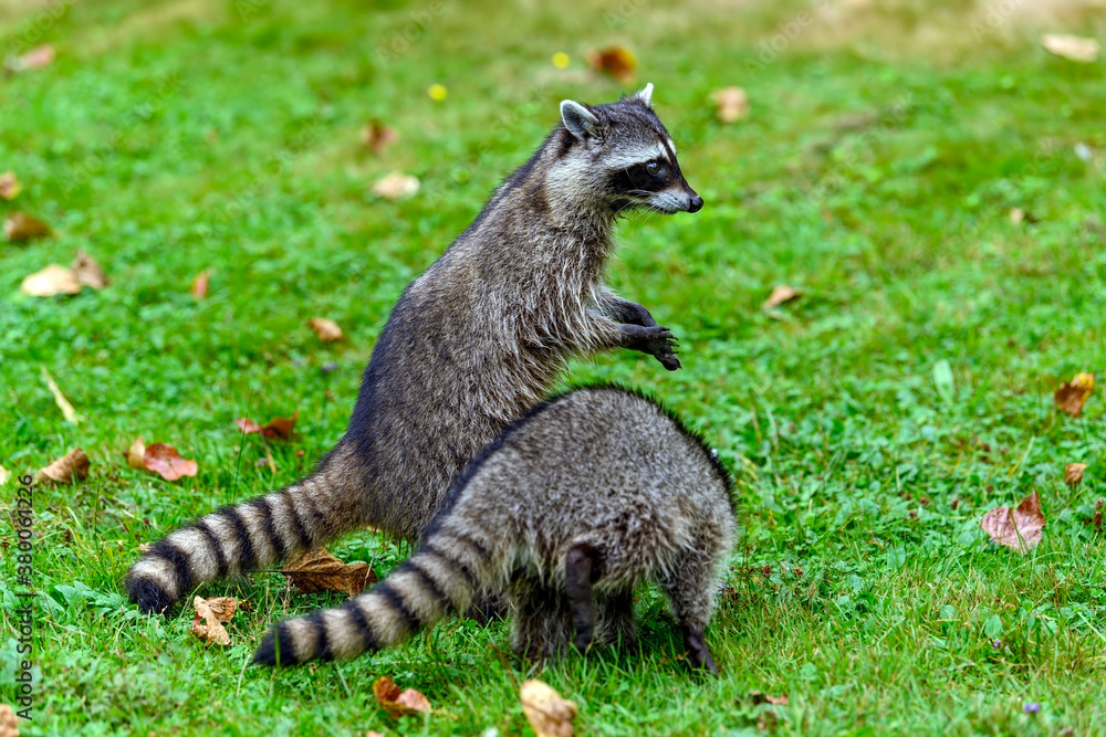 Fototapeta premium Close-up image of a cute young raccoon (Procyon lotor)