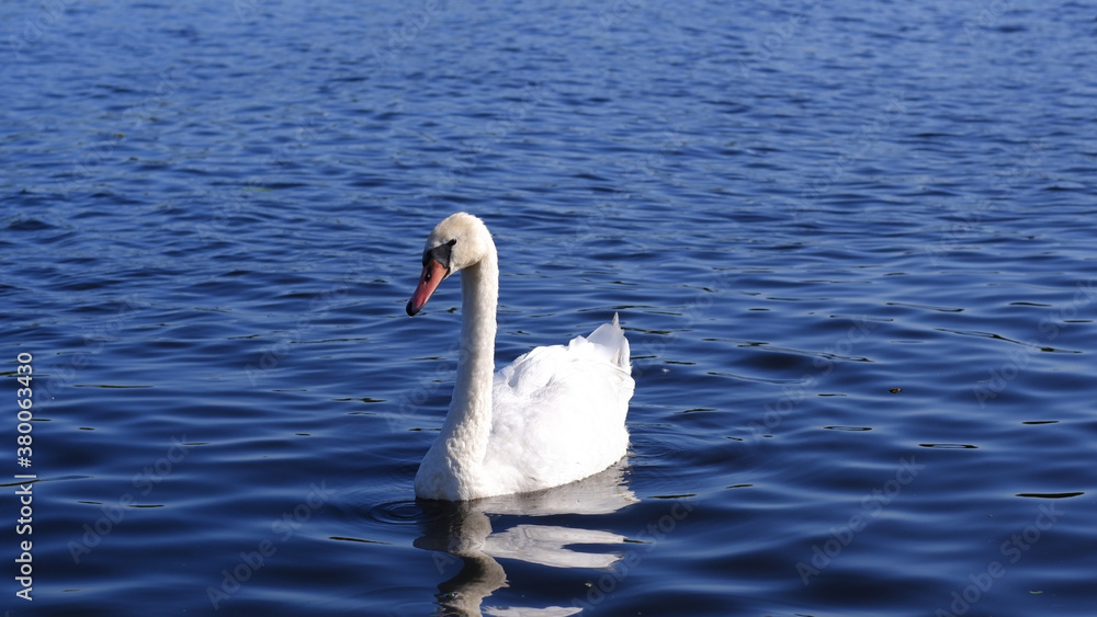 A beautiful white mute swan with folded wings floats in blue water. A beautiful white mute swan with folded wings floats in blue water.