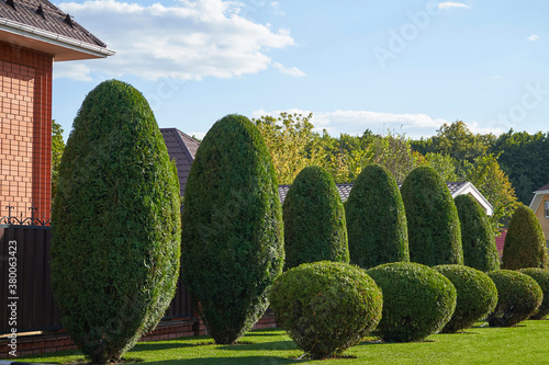 Fotografie Trimmed oval-shaped thuja in the home garden in a row
