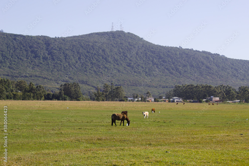 Horses in the field with pasture and mountains in the background on a blue sky day.