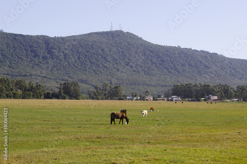 Horses in the field with pasture and mountains in the background on a blue sky day. © Jos