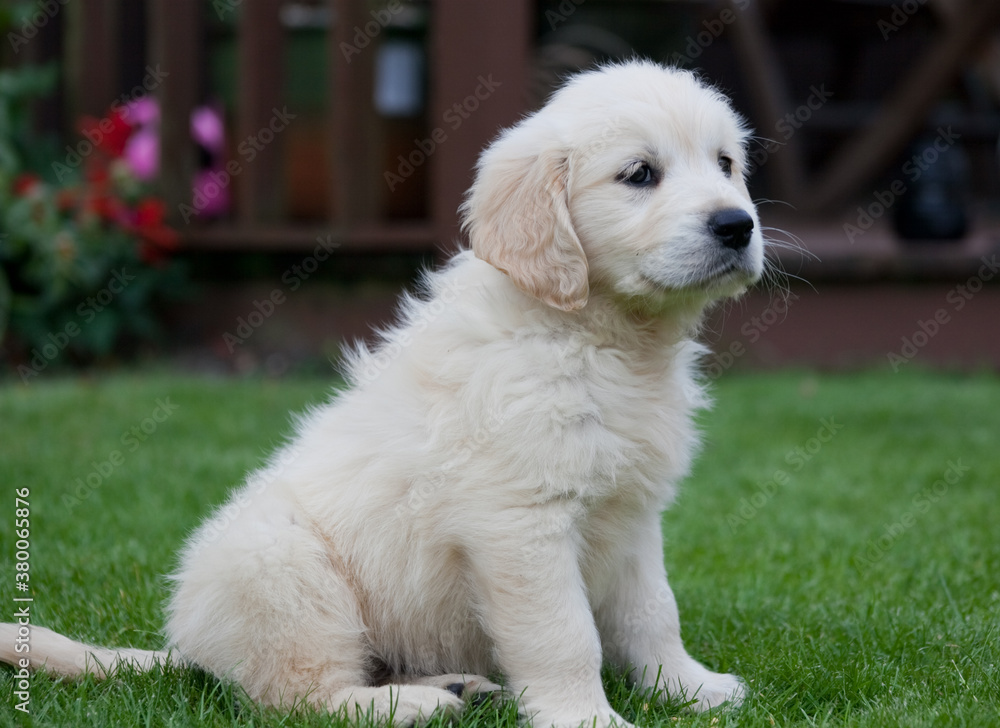 Nine week old 'Amber' the Golden Retriever puppy. Nine week old 'Amber' the Golden Retriever puppy.