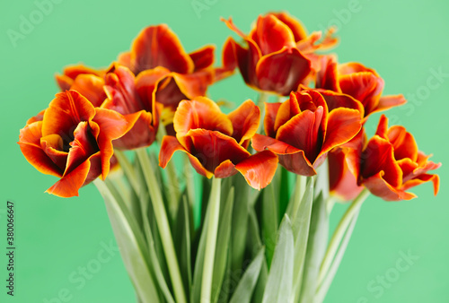 fresh tulips on the green background