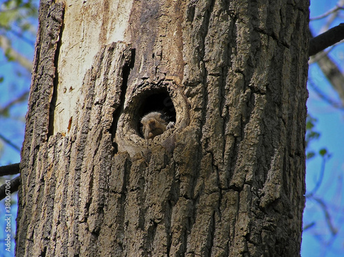 Eastern Grey Squirrel with an acorn in his home in the tree