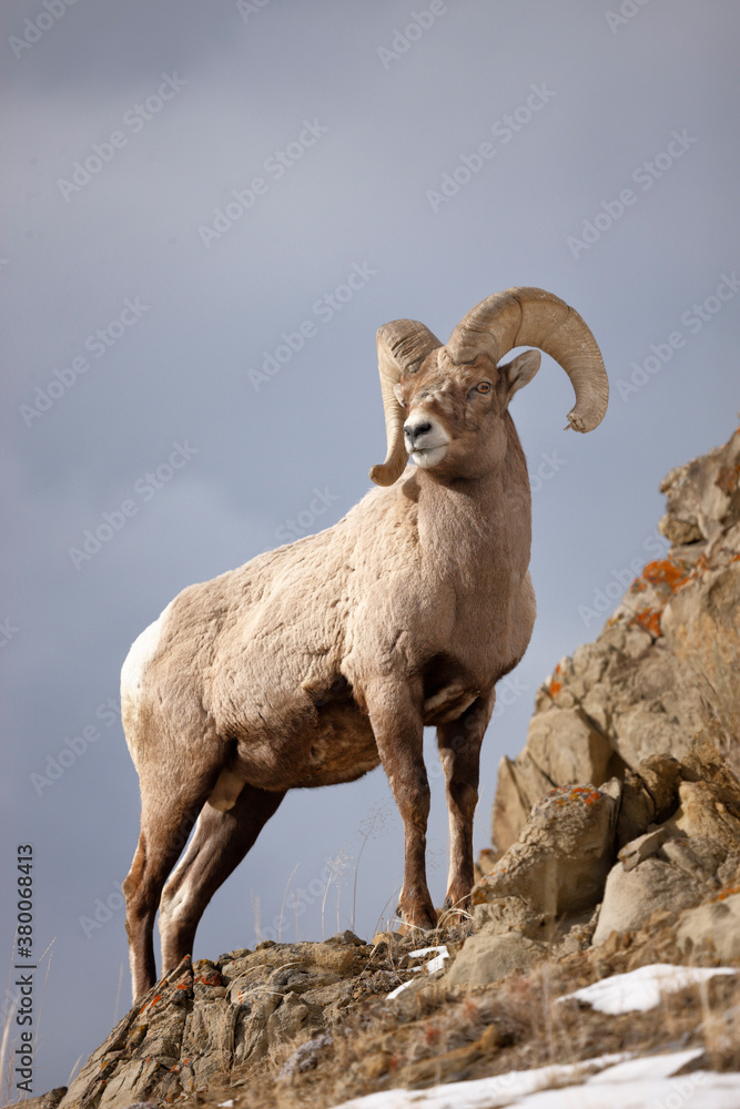 Bighorn Sheep