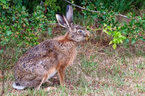 Side view of a hare eating leafs from a twig