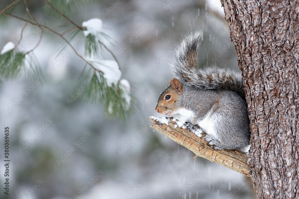 Gray Squirrrel