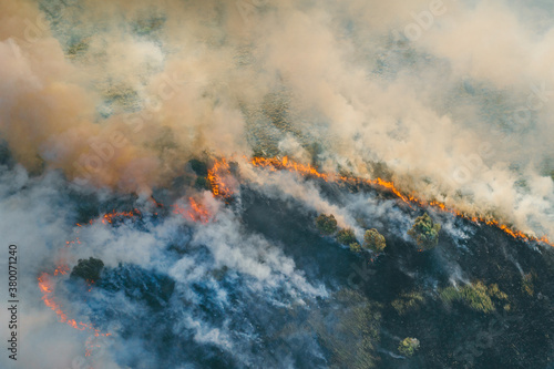 Tree Forest Fire, Woodland Burning with Flame and Smoke, Aerial View.